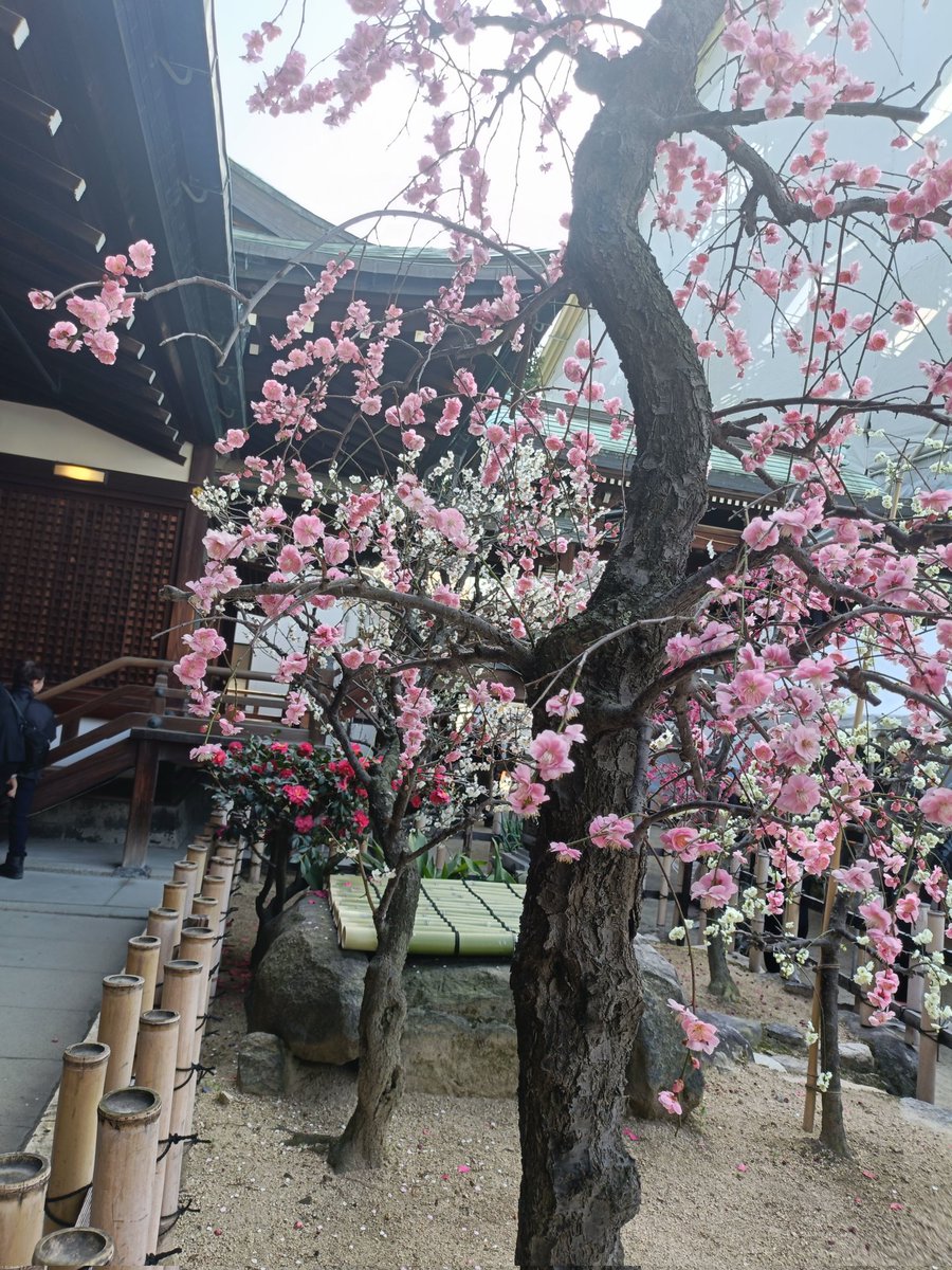 ソナタ14 tweet media