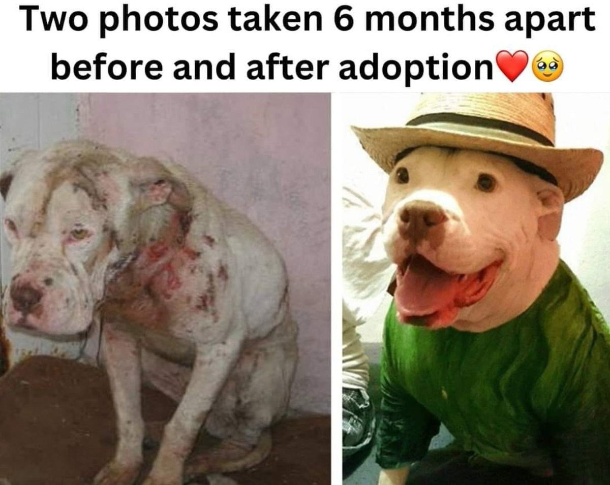 Pawzazzle tweet media