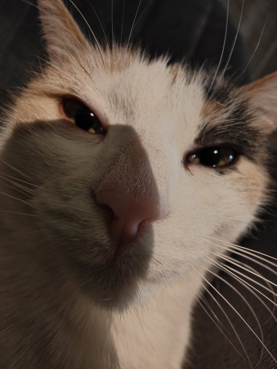 matchalien tweet media