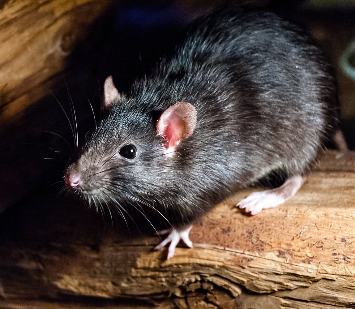 il mio schiavo tweet media