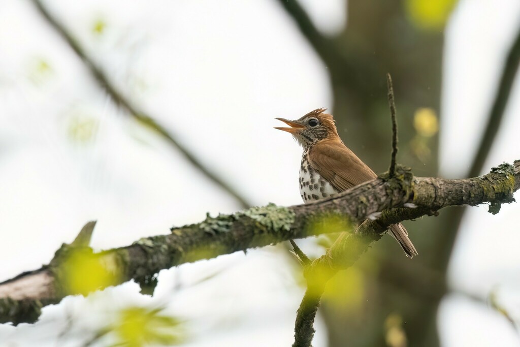Credit Valley Conservation tweet media