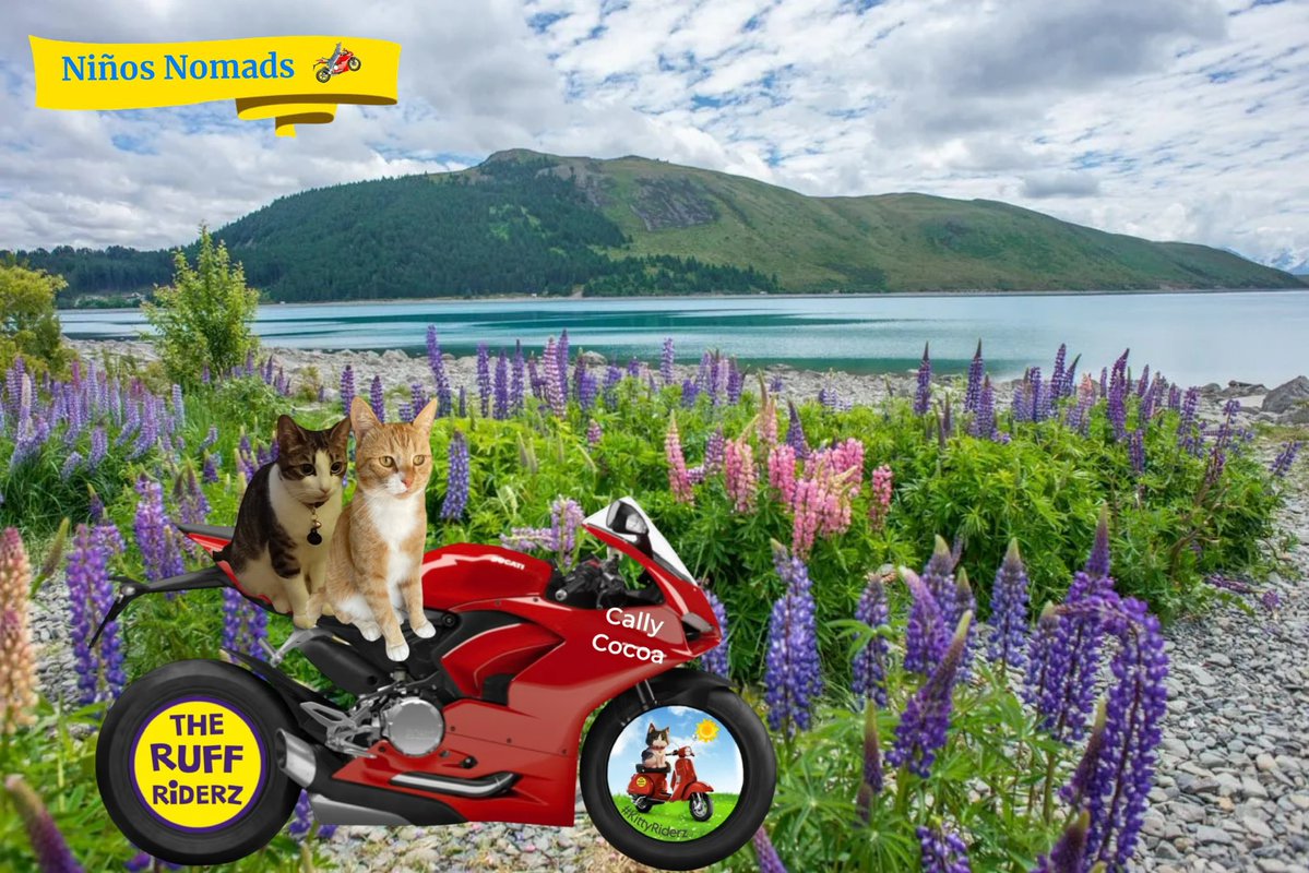 Annie F R, Phoebe🌈Teddy H & Kitty P🇸🇬🇮🇹🇩🇰 tweet media