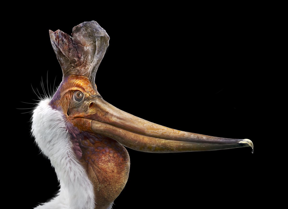 DragonsofWales 🇪🇺🏴󠁧󠁢󠁷󠁬󠁳󠁿 tweet media