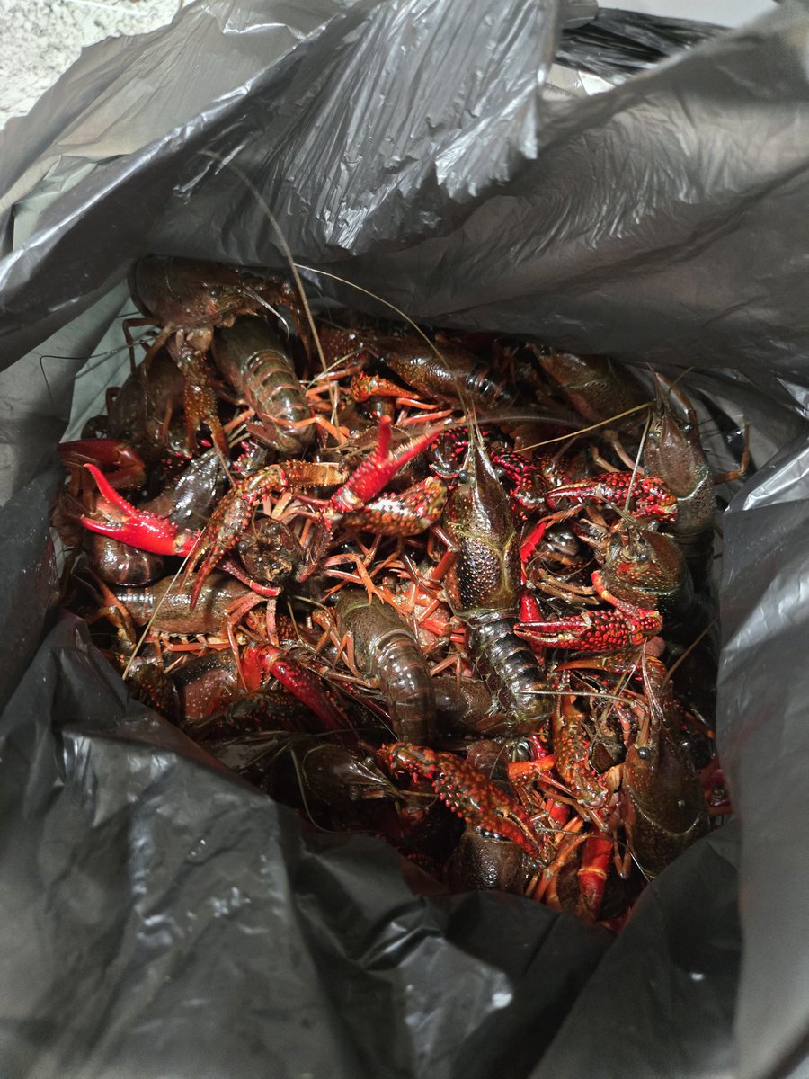 The Bandit! tweet media