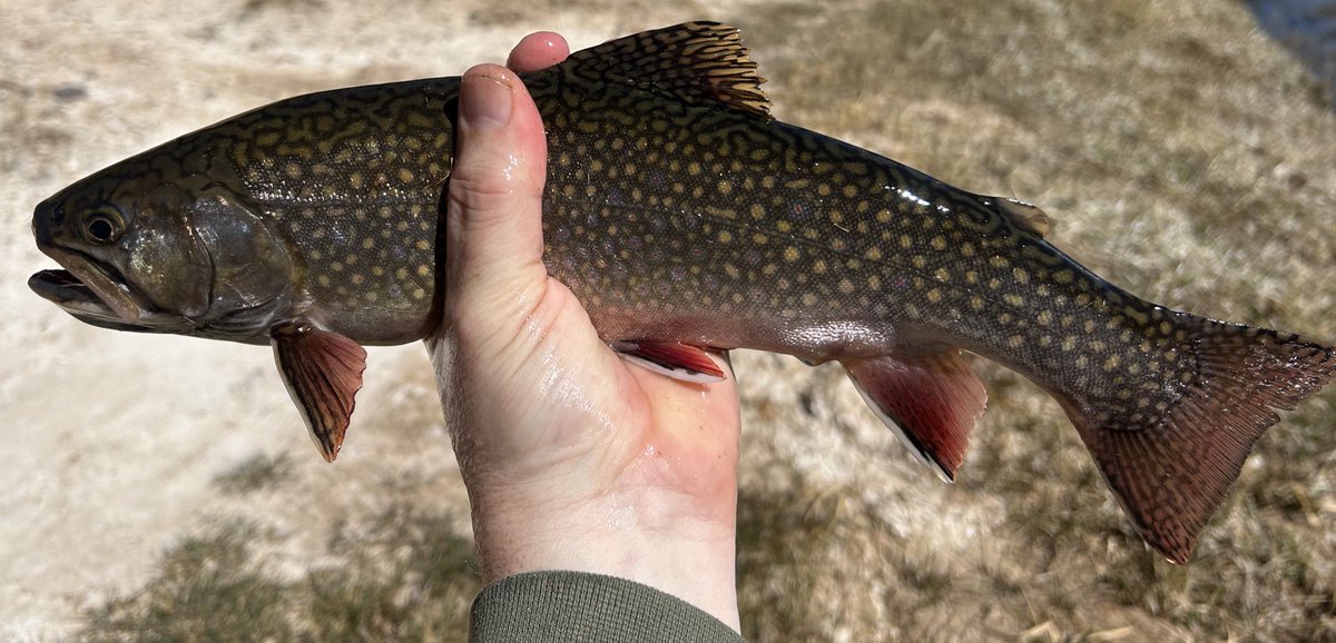 HawsP🎺 64 tweet media