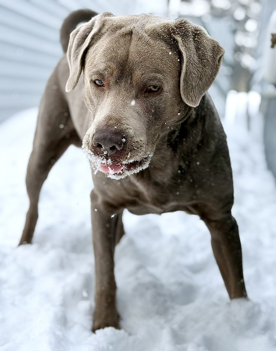 Jackson & Willow tweet media