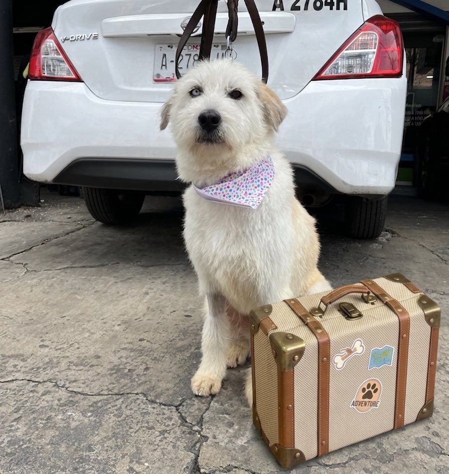 𝙷𝚎𝚕𝚊 𝙼𝚘𝚛𝚎 🐶 tweet media