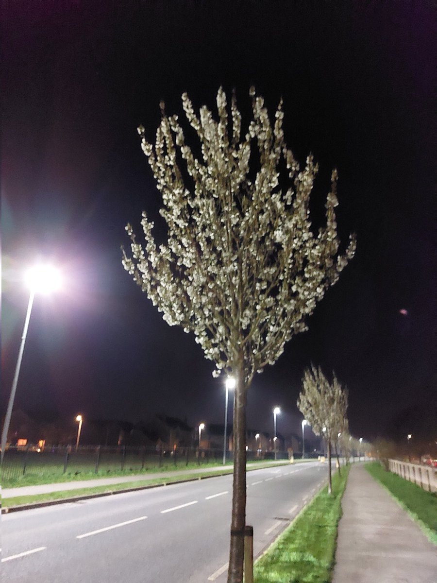 WildersLiz's tweet image. #Day79 of #100daysofwalking #Day1899
#round6crew  #MentalHealthAwareness 
'Grand day for the drying' as they say. Sunny Saturday 🌞 Blossom on the trees a real spring day