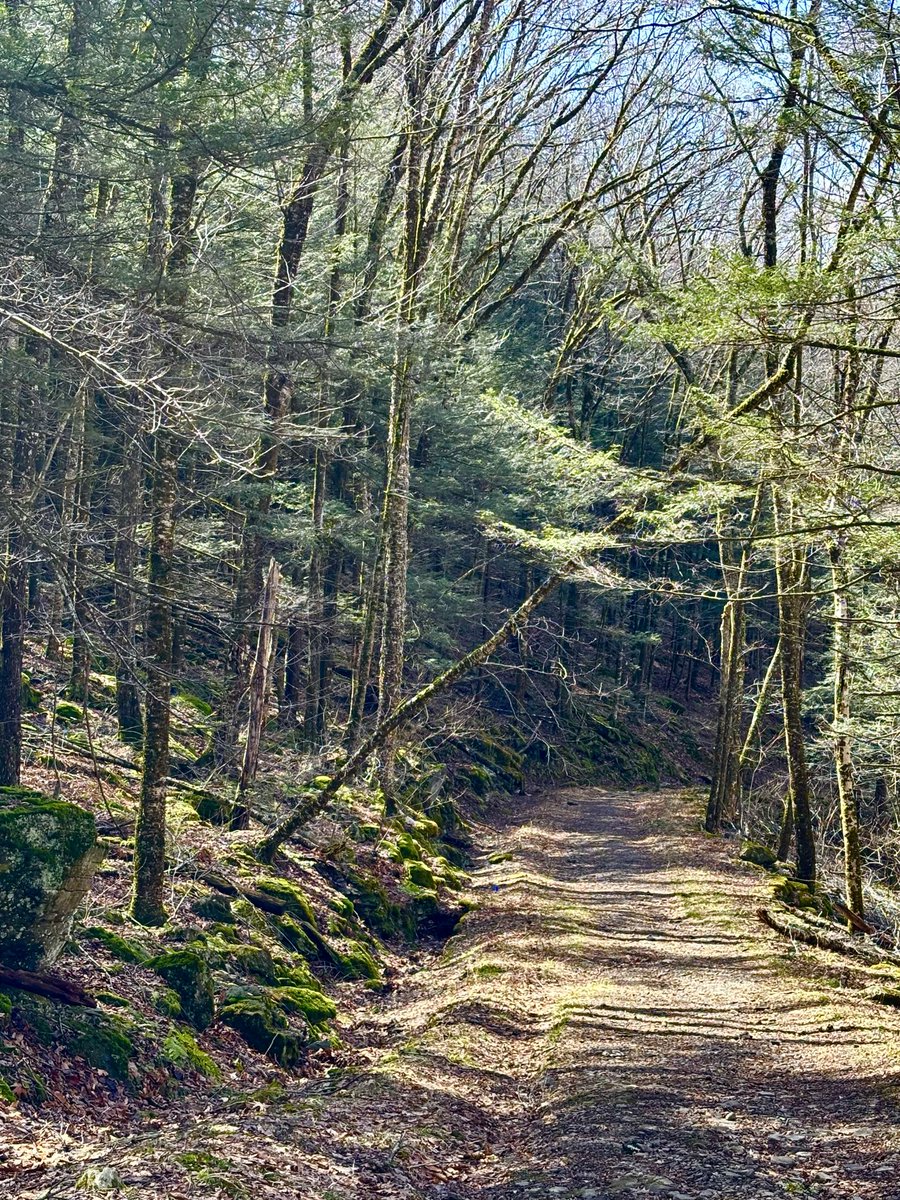 Coyote Blues tweet media