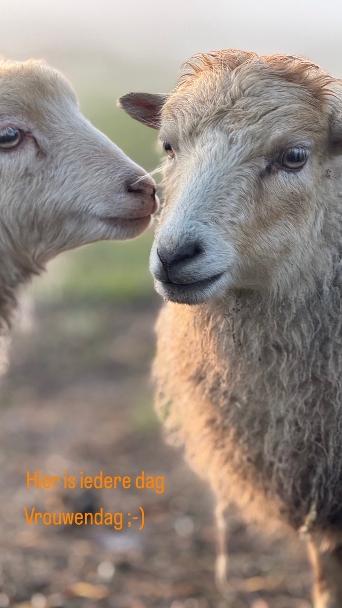 Fokeltje's tweet photo. Iedere dag  vrouwendag;-) 

Moeder en dochter

#ouessant
#schaap
#sheep
#buitenleven https://t.co/l2JcoRpkEn