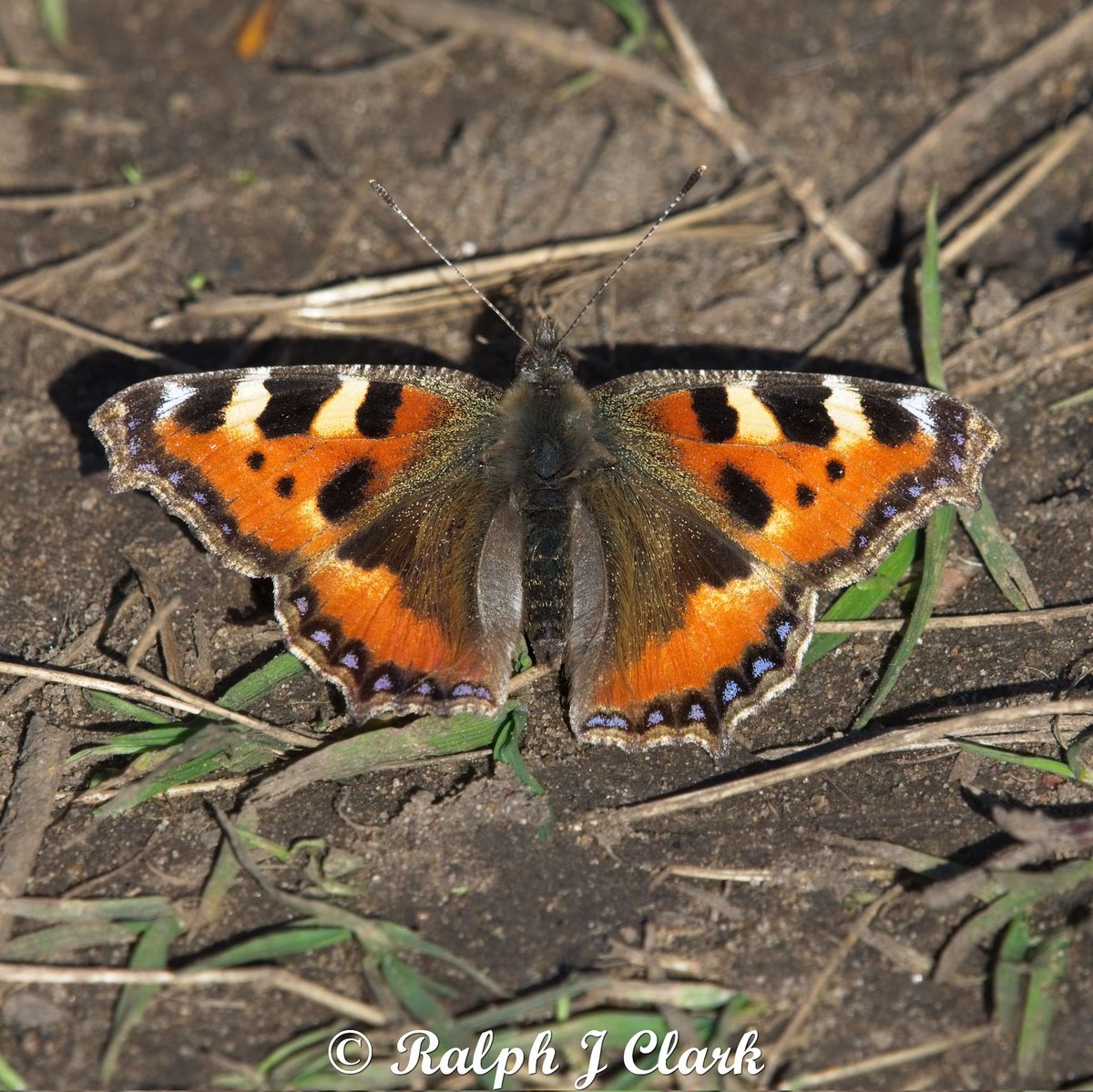 Ralph Clark tweet media