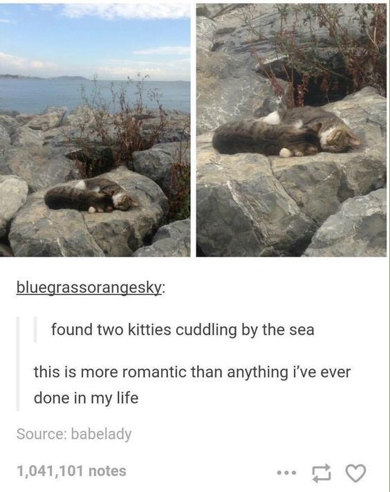 WholesomeMemes tweet media