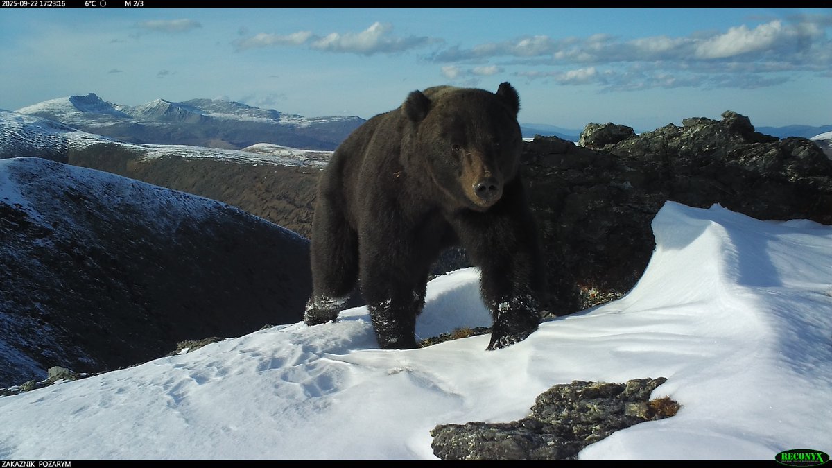 trailcam (@trail_cams) on Twitter photo 