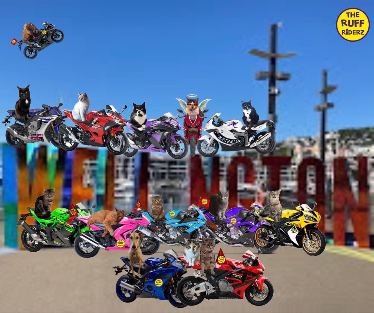 🌈Thorne and Missy’s Dad (4 Pup Dad) tweet media