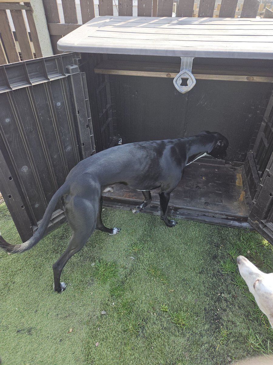 Cooper and Jasper whippet and lurcher tweet media