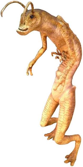 os foyare con poya tweet media