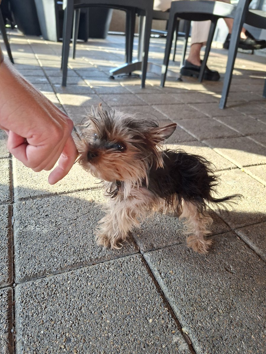 🇨🇭🌲Eric, CEO of the Swiss🌲🇨🇭 tweet media