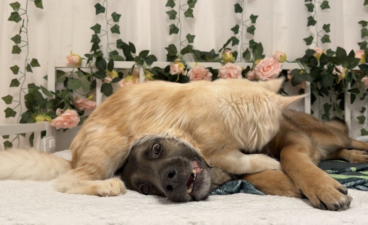 🐹OnlyHams🐹 & other pets tweet media