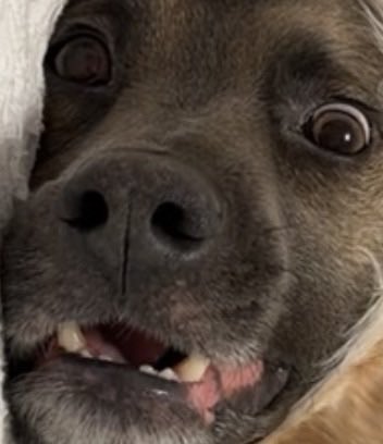 🐹OnlyHams🐹 & other pets tweet media