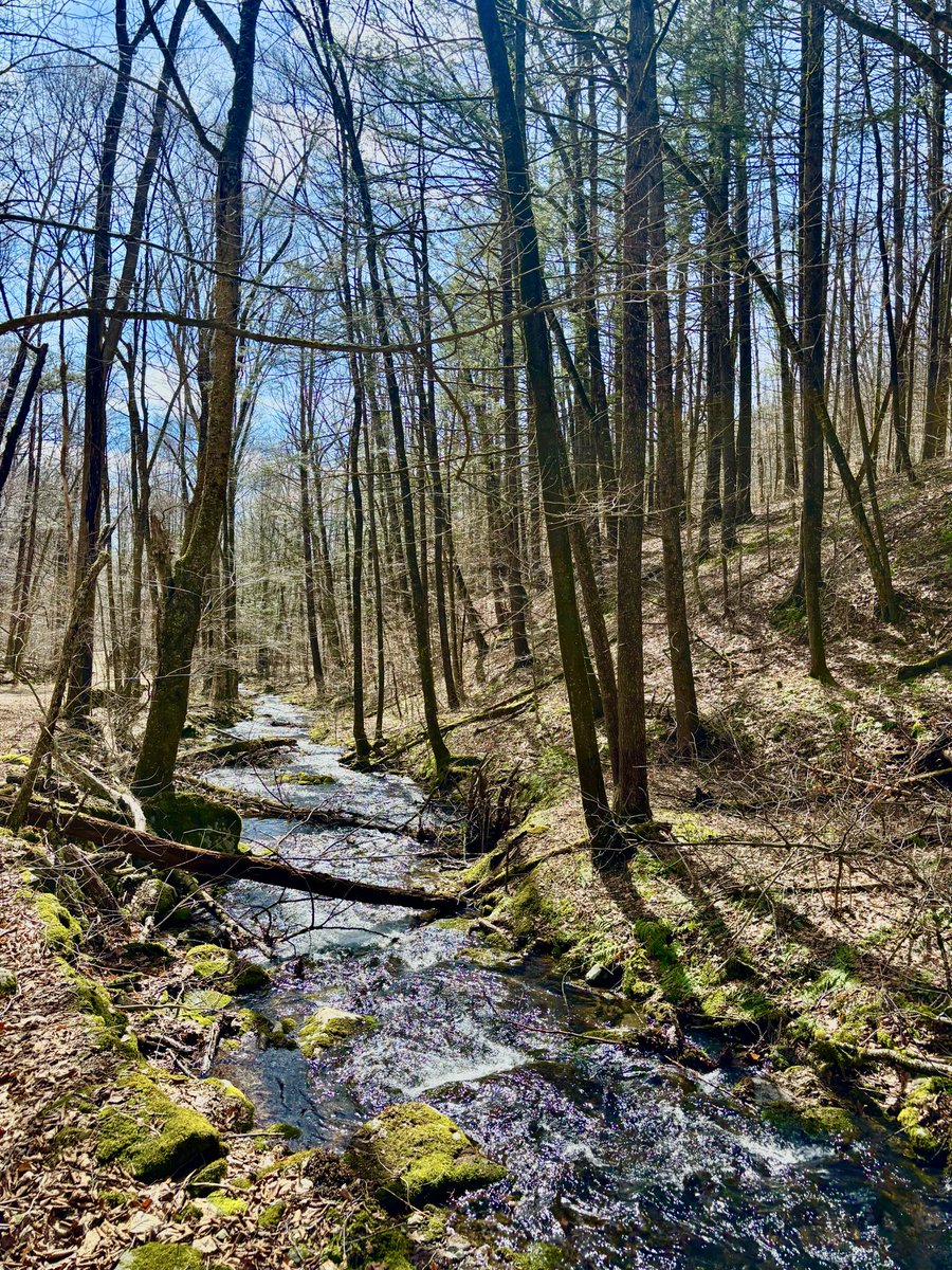 Coyote Blues tweet media