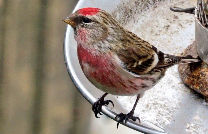 Tom Mabbett tweet media