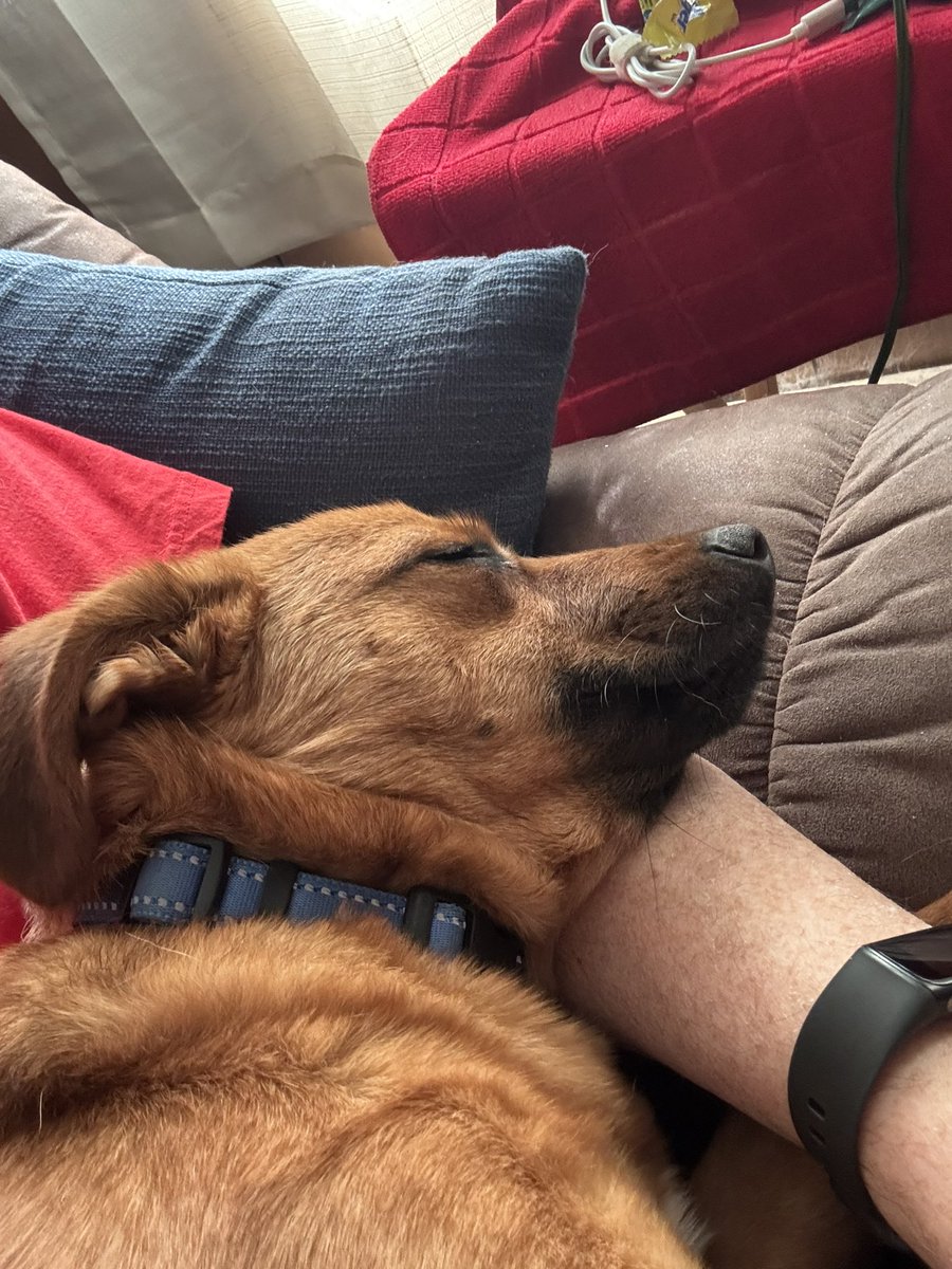 🌈Thorne and Missy’s Dad (4 Pup Dad) tweet media