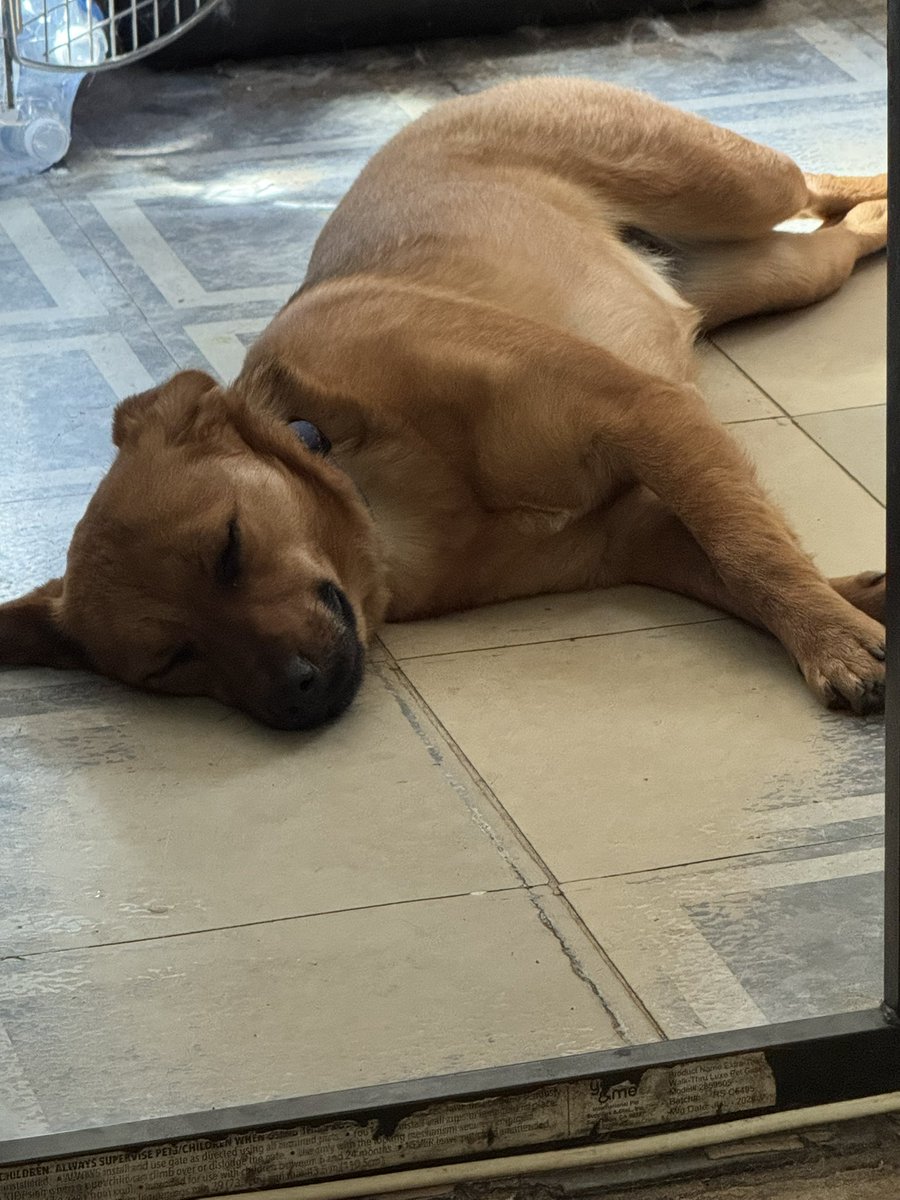 🌈Thorne and Missy’s Dad (4 Pup Dad) tweet media