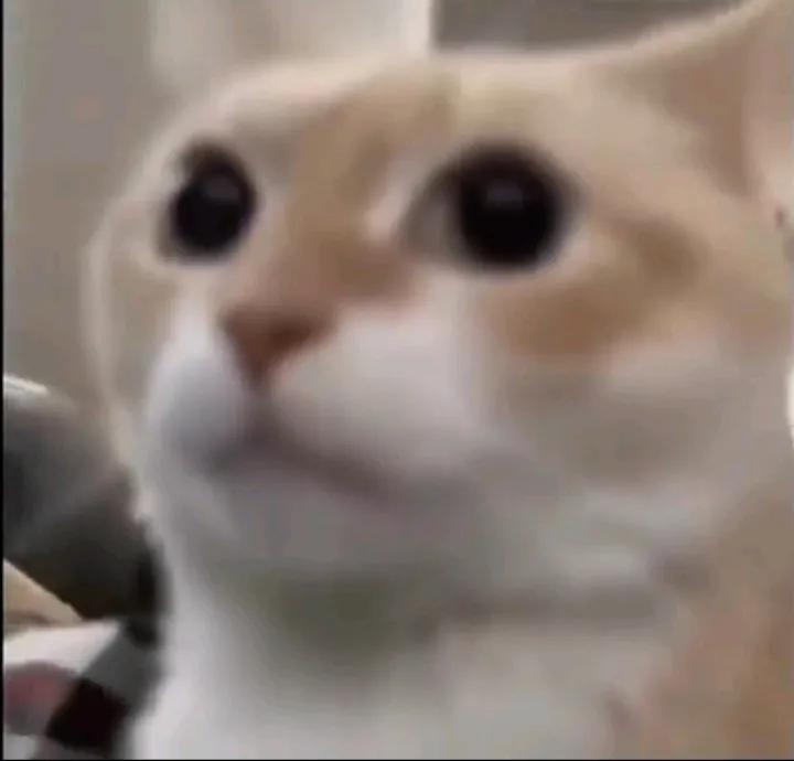 𝐋𝐞𝐳𝐲 𝐑𝐨𝐝 🙀 tweet media