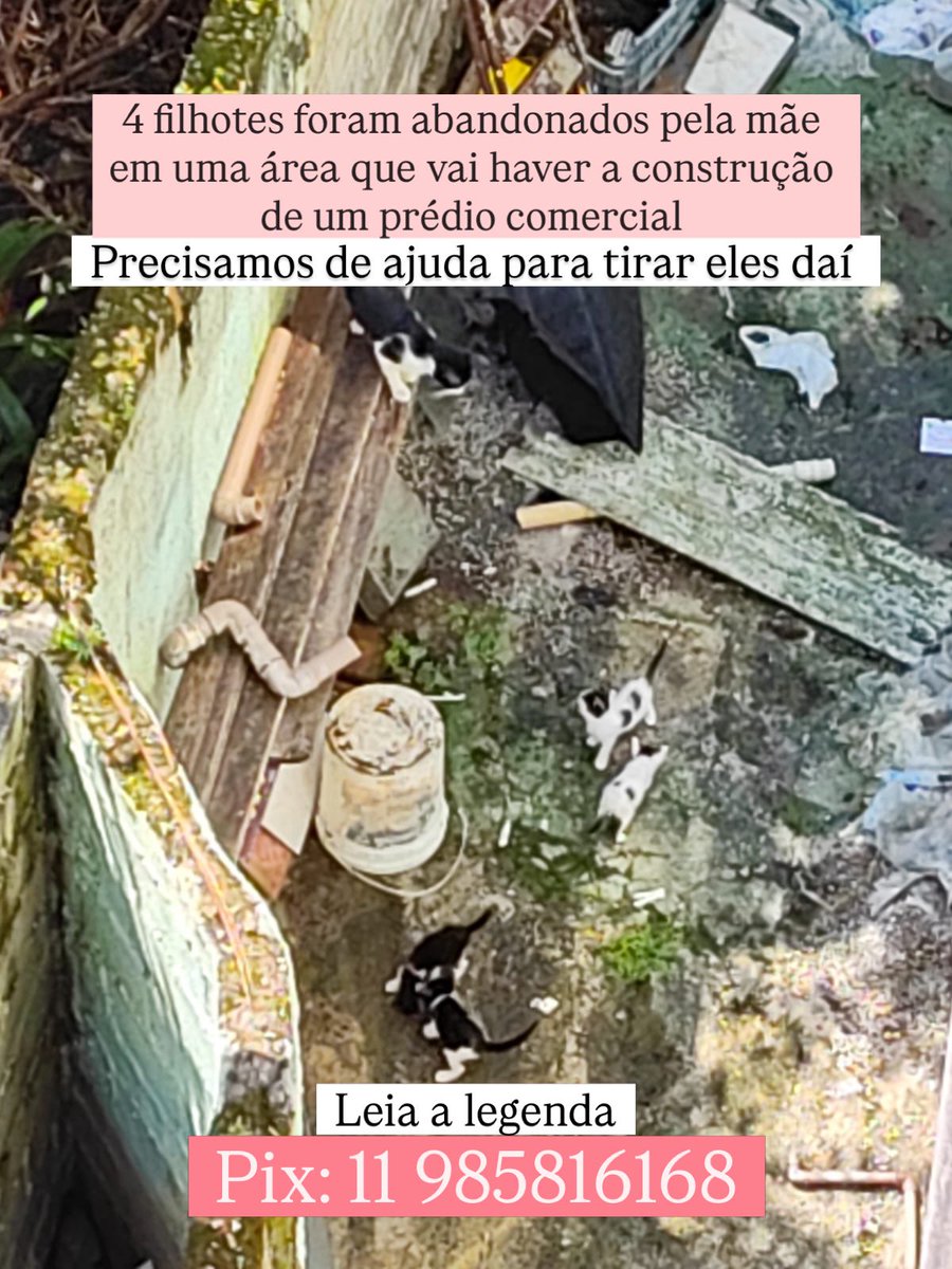 Abrigo Meimei tweet media