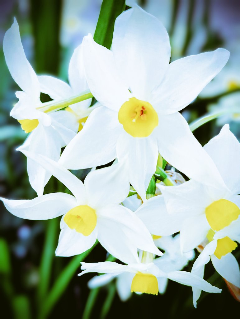 FWLMacZ95u95352's tweet photo. Words are precious to me — they let me connect with creative souls around the world ✨
Even my humble poems find someone who understands them.
To everyone on X who visited my little site, thank you so much 💐
#tankyu https://t.co/umVZALumdF