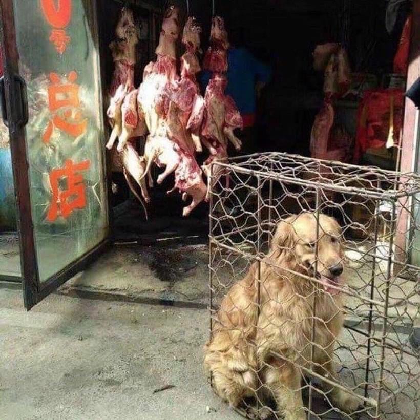 AllAnimalsMatter tweet media