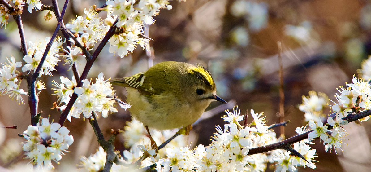 Steve Williams tweet media