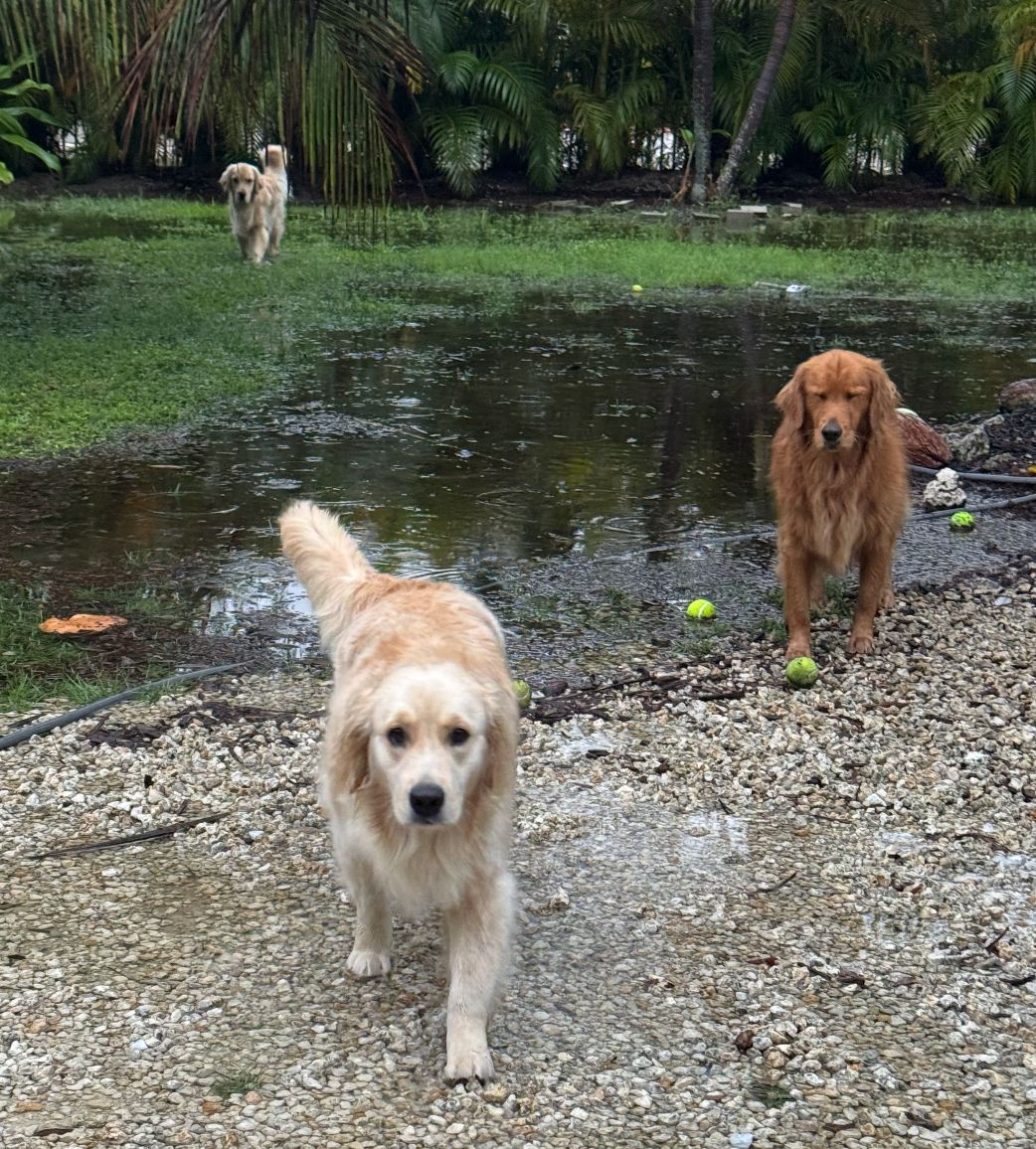 The Golden Ratio tweet media