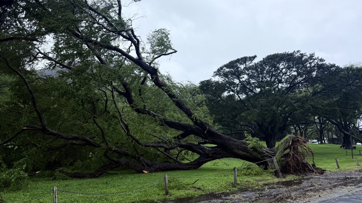 hawaii isla 808 tweet media