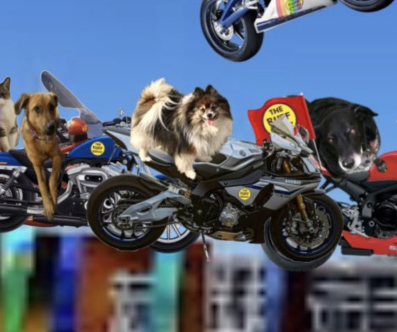 🌈Thorne and Missy’s Dad (4 Pup Dad) tweet media