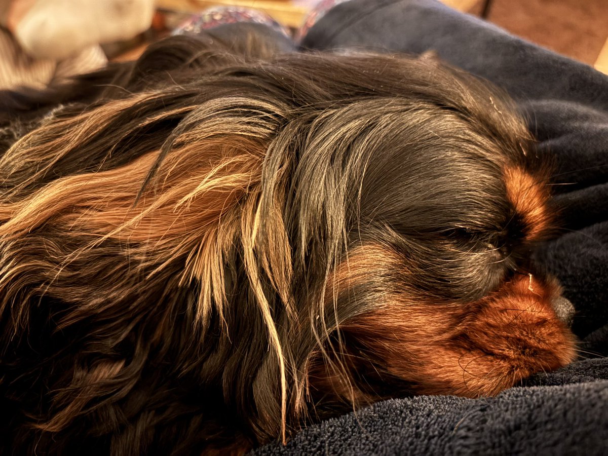 Arthur 🐶🐾 tweet media