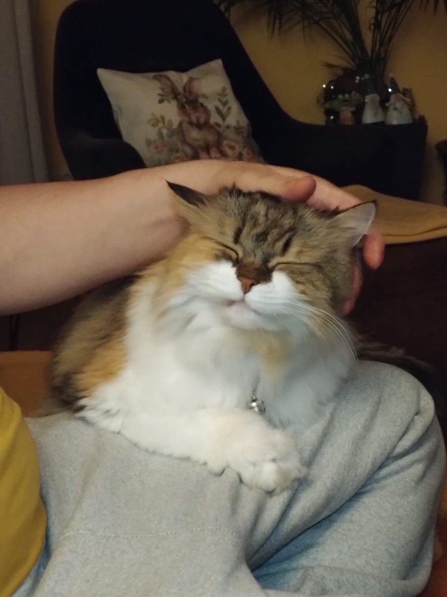 Graf von Montfort (@snow26) on Twitter photo 