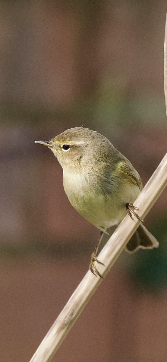 Hilbre Bird Obs tweet media