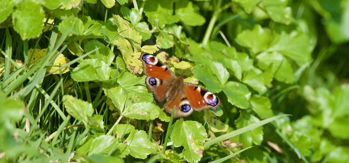 Hilbre Bird Obs tweet media