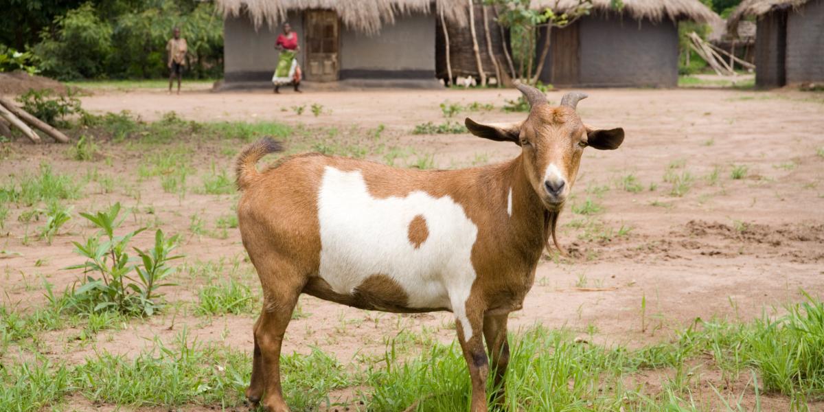 Instituto Mises tweet media