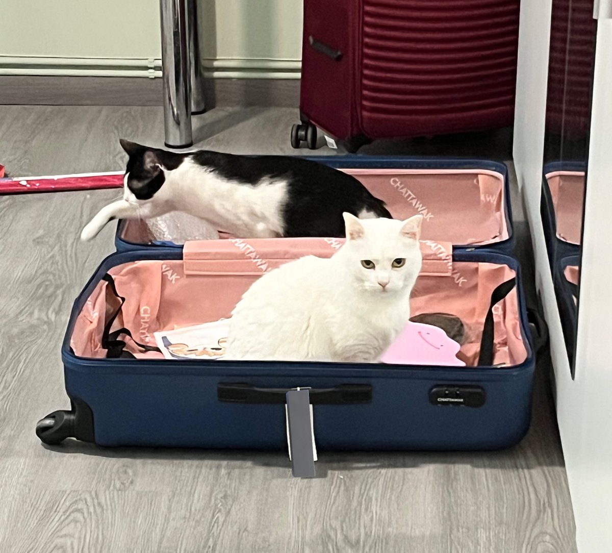 Reiko Rosentale 🦇🍞 tweet media