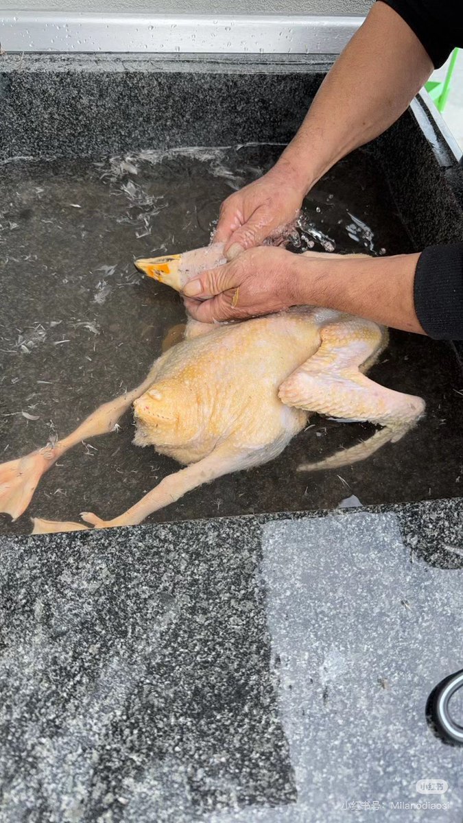 YiFeng Su tweet media