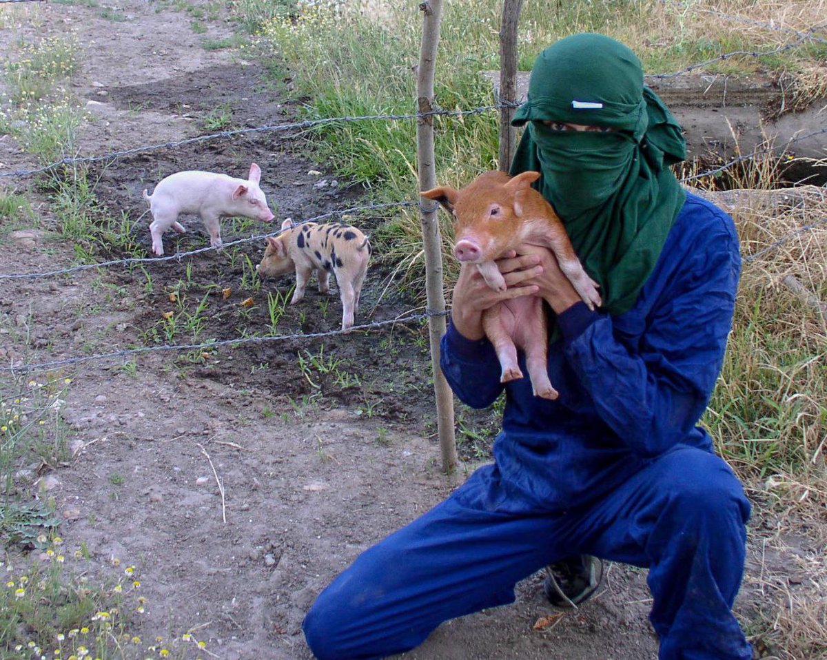 alexpunx1977's tweet photo. Los demás animales son individuos únicos, autónomos y sensibles, con personalidades propias: Son personas. El lenguaje, centrado en lo humano, los excluye para legitimar su explotación. Pero los hechos son claros. Por la liberación animal. Por el fin del supremacismo humano. https://t.co/biTNGnqcmN