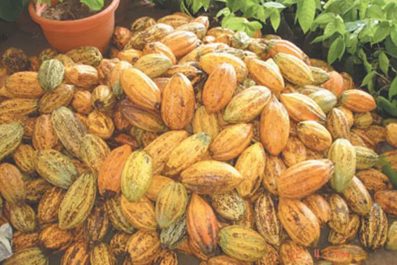 NigeriaStories's tweet photo. The Cocoa Farmers Association of Nigeria (CFAN) has confirmed that an undisclosed ransom was paid to secure the release of three abducted members, bringing to an end a tense kidnapping ordeal involving five farmers in Ogun and Oyo states. https://t.co/kP321boV7w