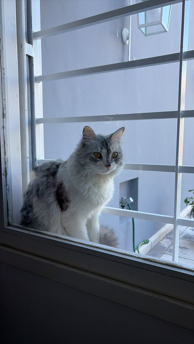 Preda Tema tweet media