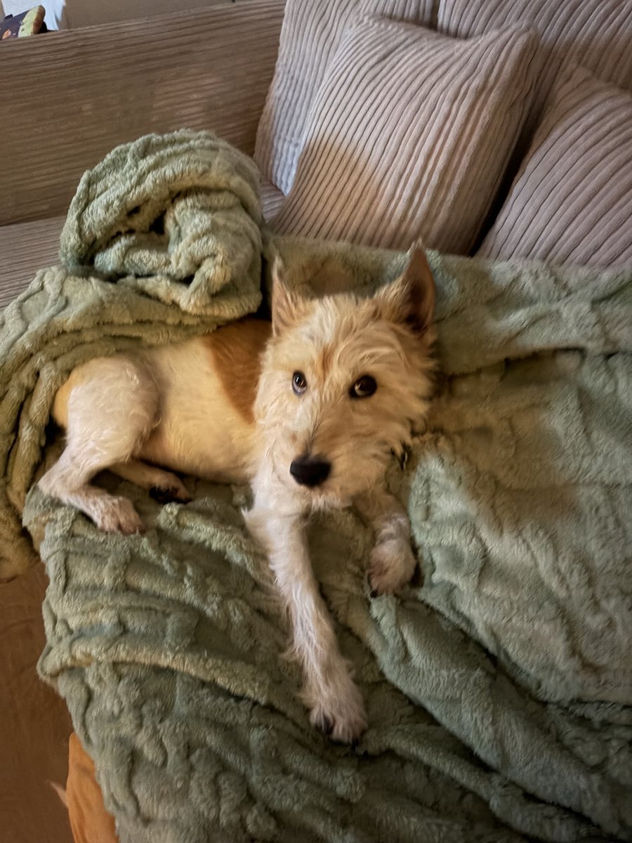 Pixie Boom tweet media