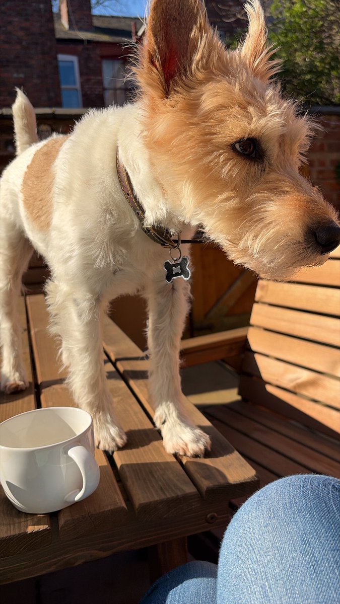 Pixie Boom tweet media