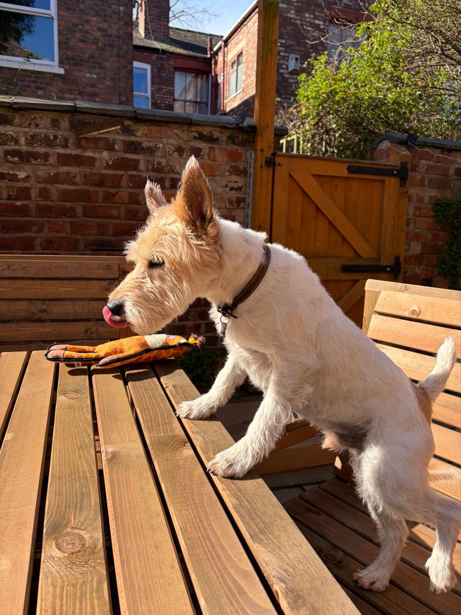 Pixie Boom tweet media