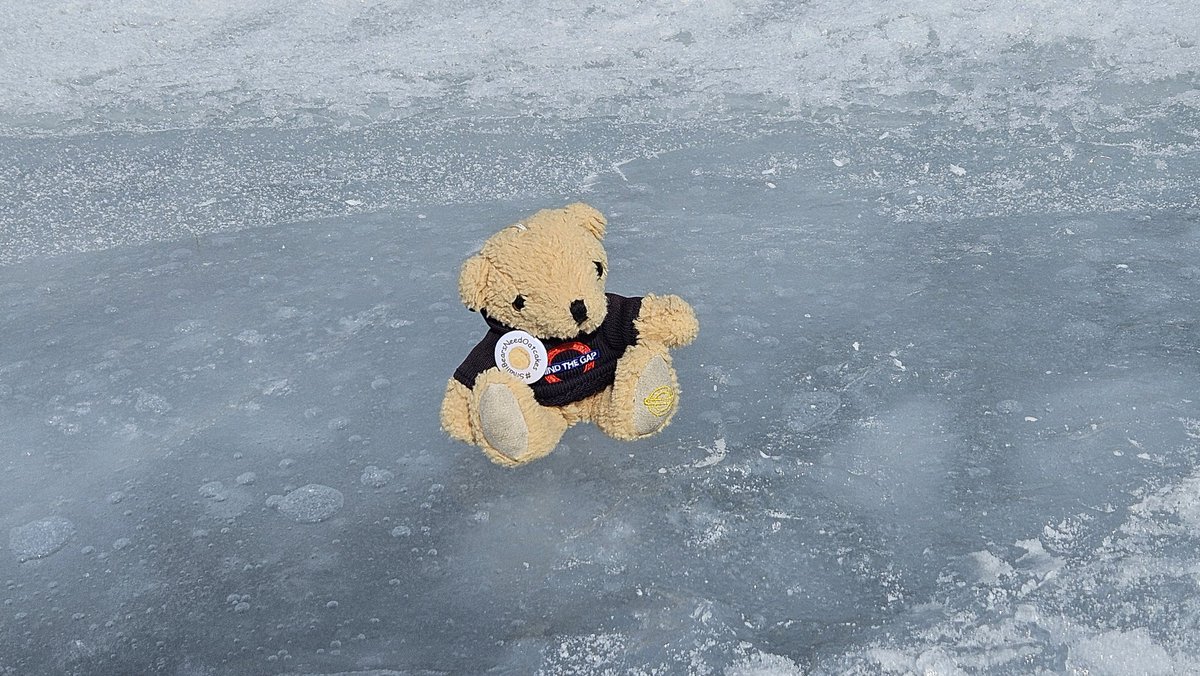 Swiss Piper Bears tweet media