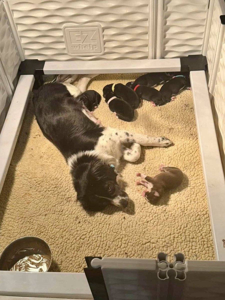 Pilots N Paws tweet media